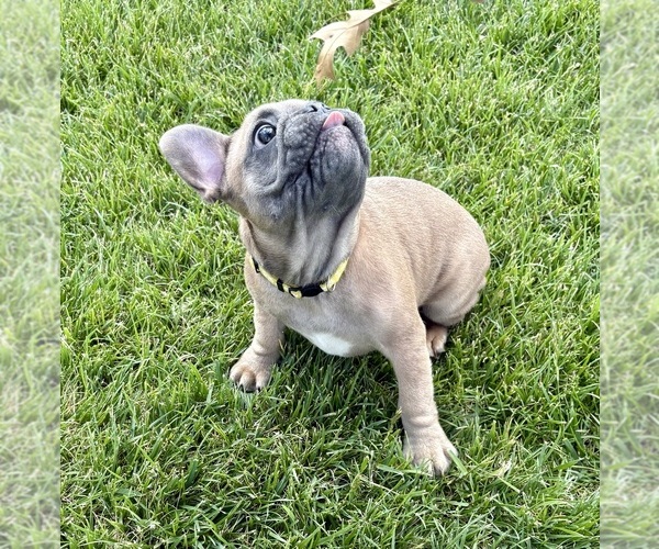 Medium Photo #33 French Bulldog Puppy For Sale in CANYON, TX, USA