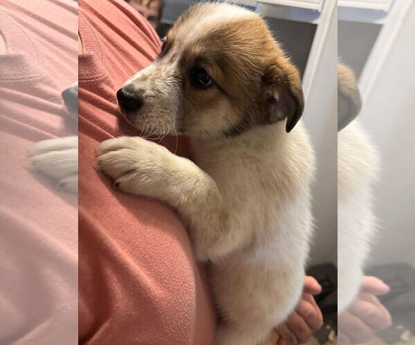 Medium Photo #3 Chihuahua-Unknown Mix Puppy For Sale in Grafton, WI, USA