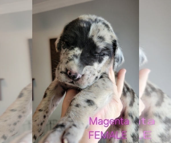 Medium Photo #2 Daniff-Neapolitan Mastiff Mix Puppy For Sale in MONTEVIEW, ID, USA