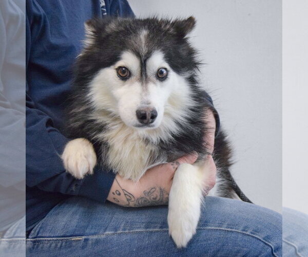 Medium Photo #4 Pomsky Puppy For Sale in Huntley, IL, USA