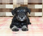Image preview for Ad Listing. Nickname: Scout
