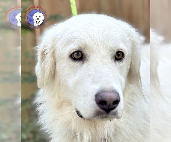 Medium Photo #1 Great Pyrenees Puppy For Sale in Spring, TX, USA