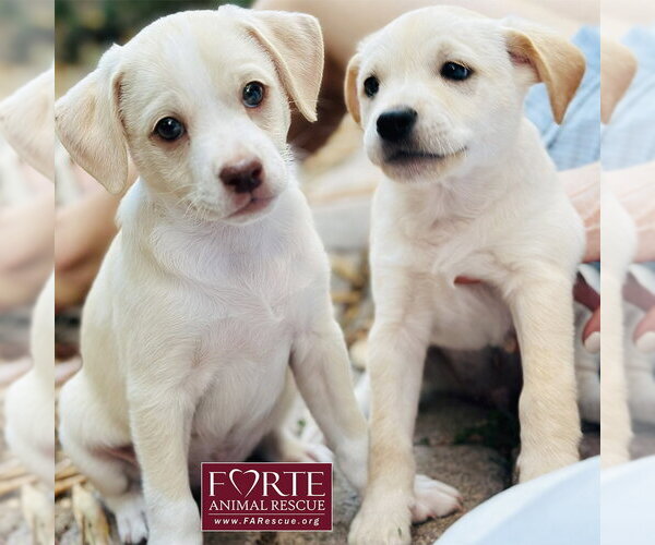 Medium Photo #5 Labrador Retriever-Unknown Mix Puppy For Sale in Marina del Rey, CA, USA