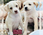 Small #4 Labrador Retriever Mix