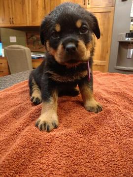 Medium Photo #1 Rottweiler Puppy For Sale in SAINT CHARLES, MI, USA