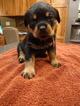 Small Photo #1 Rottweiler Puppy For Sale in SAINT CHARLES, MI, USA