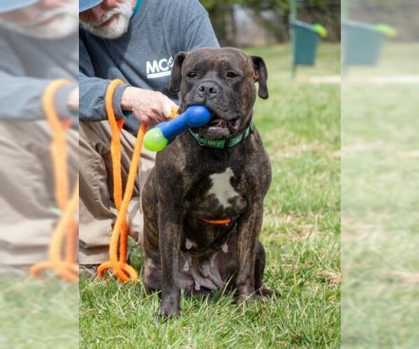 Medium Photo #1 American Pit Bull Terrier-Unknown Mix Puppy For Sale in Derwood, MD, USA