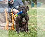 Small American Pit Bull Terrier Mix