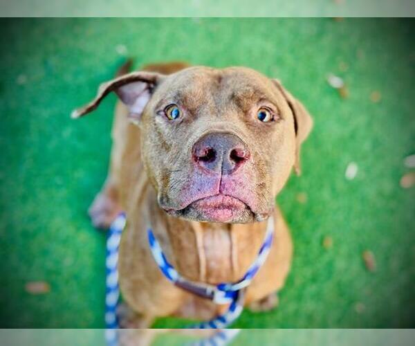 Medium Photo #2 Mutt Puppy For Sale in Orlando, FL, USA