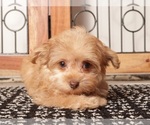 Small #3 YorkiePoo