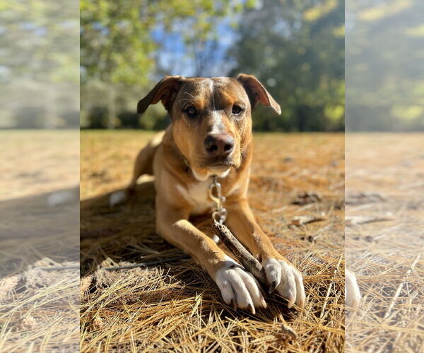 Medium Photo #4 Labrador Retriever-Unknown Mix Puppy For Sale in Woodbury, NY, USA