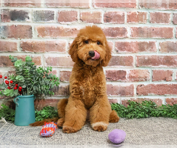 Medium Photo #7 Goldendoodle Puppy For Sale in SYRACUSE, IN, USA