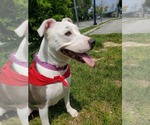 Small #3 American Pit Bull Terrier