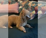 Small #14 Poodle (Toy)