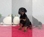 Small #5 Doberman Pinscher