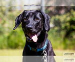 Small #2 Labrador Retriever
