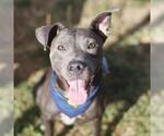 Small American Staffordshire Terrier Mix