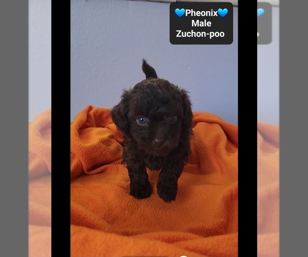 Medium Photo #3 Poodle (Toy)-Zuchon Mix Puppy For Sale in TUCSON, AZ, USA