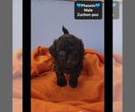 Small #2 Poodle (Toy)-Zuchon Mix