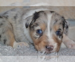 Small Photo #1 Australian Shepherd Puppy For Sale in DIXON, MO, USA