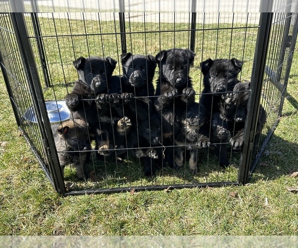 Medium Photo #1 German Shepherd Dog Puppy For Sale in BYRON, MI, USA