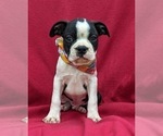 Small Photo #3 Boston Terrier Puppy For Sale in NARVON, PA, USA