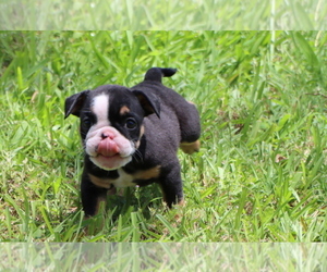 Medium Bulldog