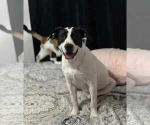 Medium Labrador Retriever Mix