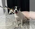 Small Labrador Retriever Mix