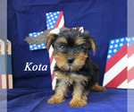 Small #7 Yorkshire Terrier