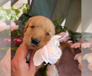 English Cream Golden Retriever Puppy for sale in DOLORES, CO, USA