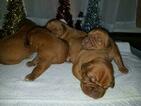Small Photo #4 Dogue de Bordeaux Puppy For Sale in DIABLO GRANDE, CA, USA