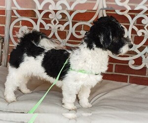 Havanese Puppy for sale in WINSTON SALEM, NC, USA