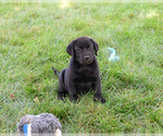 Small #1 Labrador Retriever