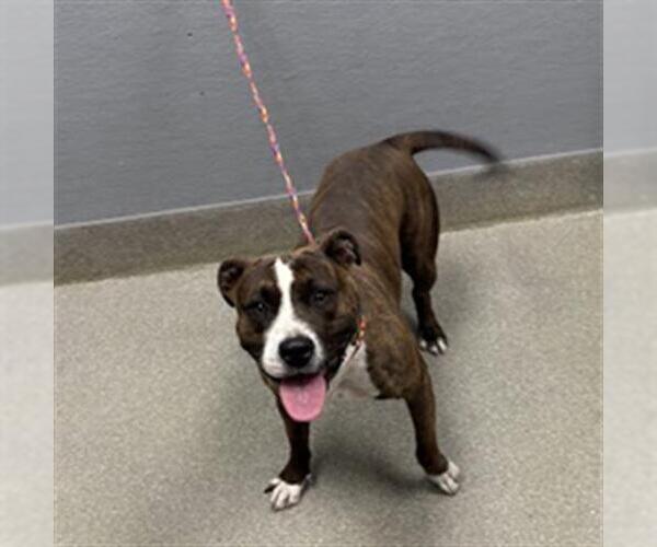 Medium Photo #1 American Pit Bull Terrier-Unknown Mix Puppy For Sale in Las Vegas, NV, USA