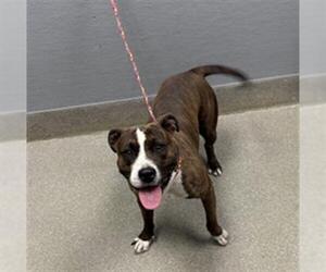 American Pit Bull Terrier-Unknown Mix Dogs for adoption in Las Vegas, NV, USA