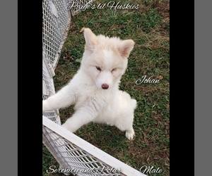 Siberian Husky Puppy for sale in BLOOMFIELD, IN, USA