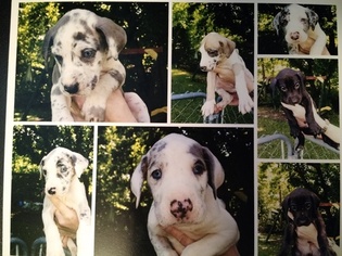 Great Dane Puppy for sale in IRVINE, KY, USA