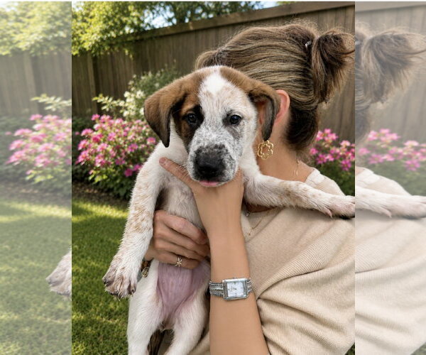Medium Photo #2 Mutt Puppy For Sale in Euless, TX, USA