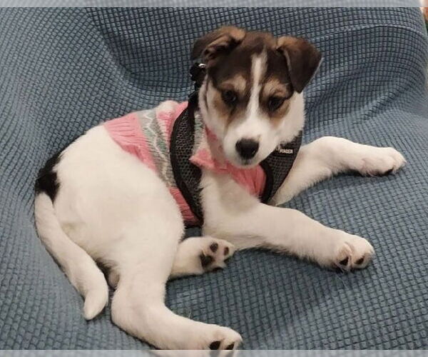 Medium Photo #3 Australian Shepherd-Unknown Mix Puppy For Sale in Parker Ford, PA, USA