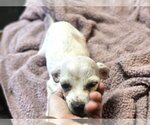 Small Photo #4 ShiChi Puppy For Sale in Wakefield, RI, USA