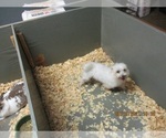 Small Photo #11 Maltese Puppy For Sale in CARROLLTON, GA, USA