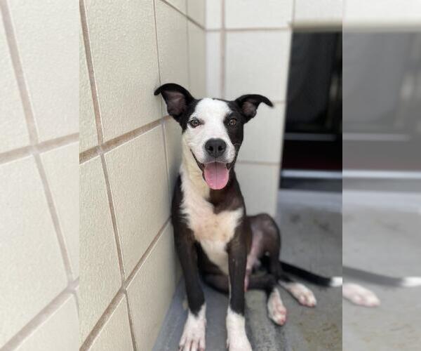 Medium Photo #2 American Pit Bull Terrier-Unknown Mix Puppy For Sale in Corpus Christi, TX, USA