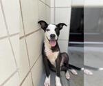Small #1 American Pit Bull Terrier Mix