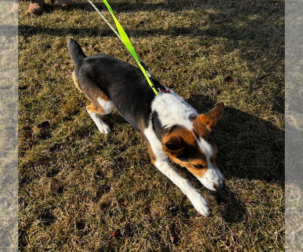 Medium Photo #5 Mutt Puppy For Sale in Grafton, WI, USA