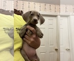 Small Photo #2 Weimaraner Puppy For Sale in ELKTON, KY, USA