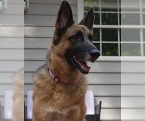 German Shepherd Dog Dogs for adoption in La Grange , NC, USA