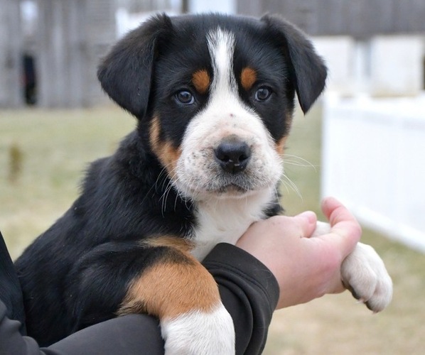 Medium Photo #1 Greater Swiss Mountain Dog Puppy For Sale in BELLEFONTE, PA, USA