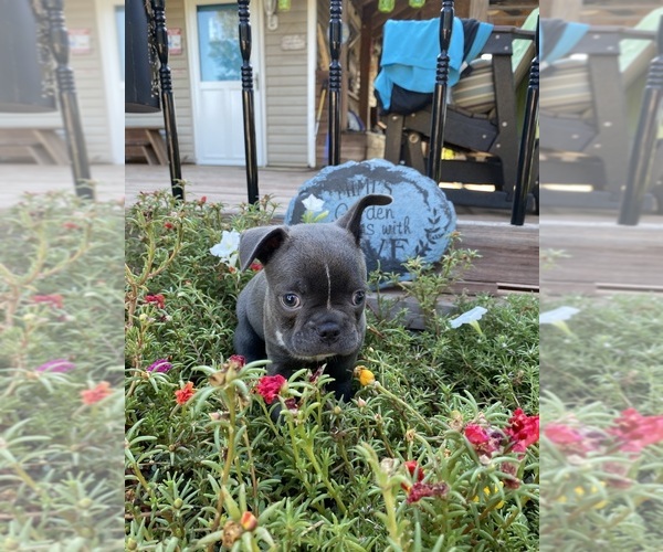 Medium Photo #11 Faux Frenchbo Bulldog Puppy For Sale in FREDONIA, KS, USA