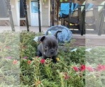 Small #10 Faux Frenchbo Bulldog
